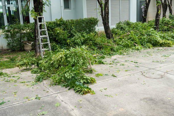 Best Tree and Shrub Care  in Watchung, NJ