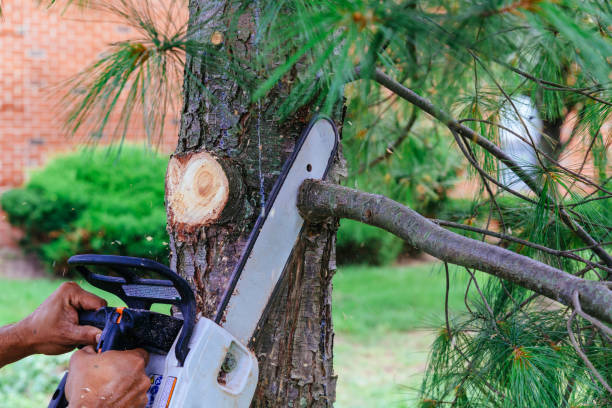 Best Root Management and Removal  in Watchung, NJ